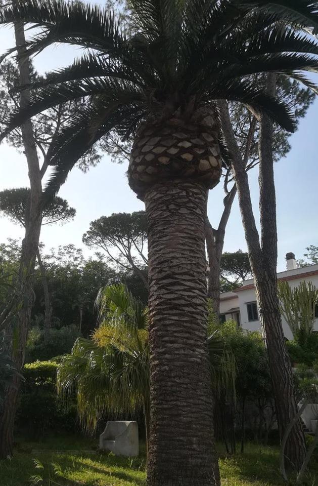 Villa Iscla Maison D'Hotes Ischia Zewnętrze zdjęcie